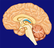 diabetes insipidus, hormonske motnje naravno zdravljenje diabetes insipidus